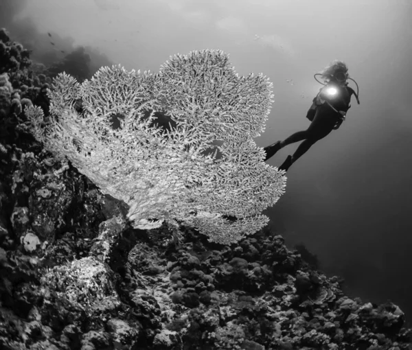 Staghorn coral and a diver — Stock Photo, Image