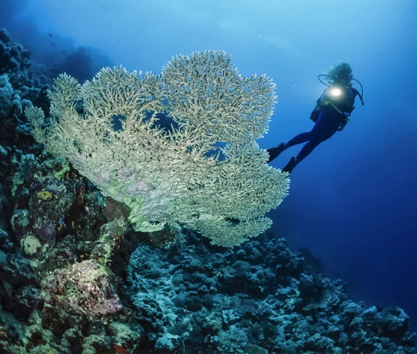 鹿角珊瑚和一个潜水员 — 图库照片