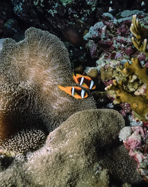 Coppia Clownfish e Anemonefish — Foto Stock