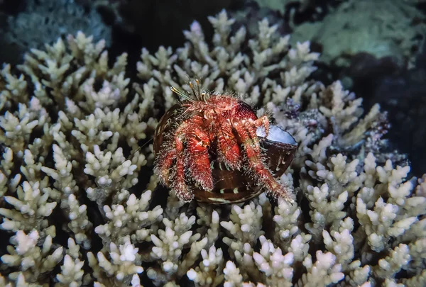 Hermit crab on hard corals — Stock Photo, Image