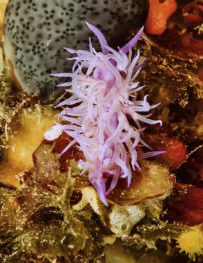 İtalya, Calabria, Tiren Denizi