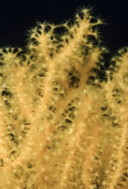 İtalya, Tiren Denizi