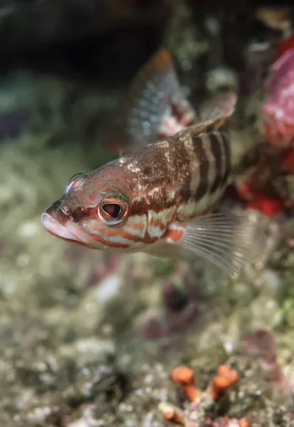 Medelhavet — Stockfoto