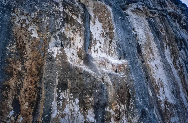 Cormoranes en el promontorio rocoso de Capo Caccia — Foto de Stock