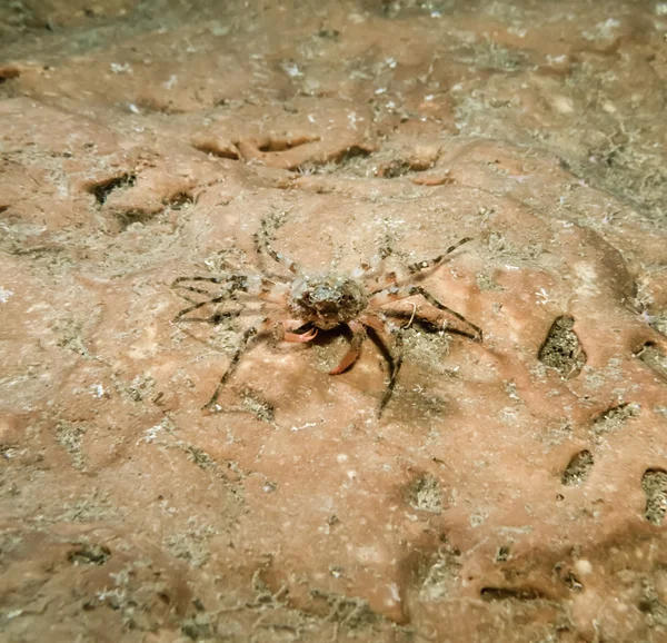 Liten krabba i en grotta — Stockfoto