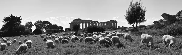 Италия, Sicily, Selinunte — стоковое фото