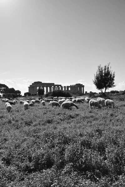 Италия, Sicily, Selinunte — стоковое фото