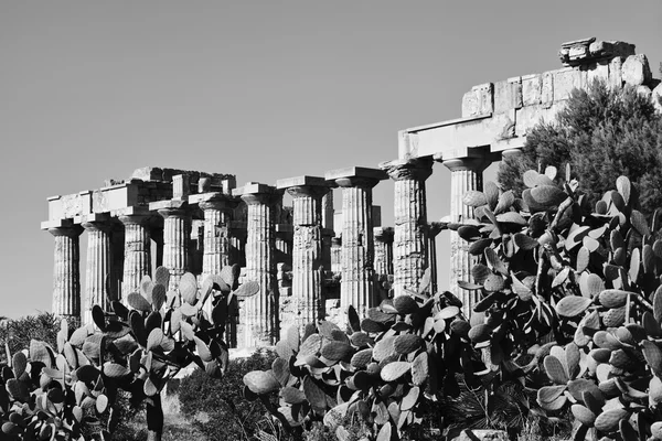 İtalya, Sicilya, Selinunte — Stok fotoğraf