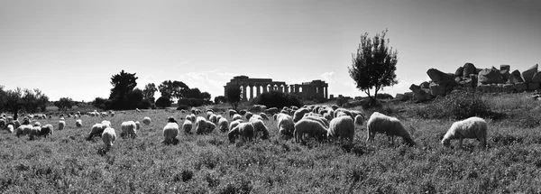 Itália, Sicília, Selinunte — Fotografia de Stock