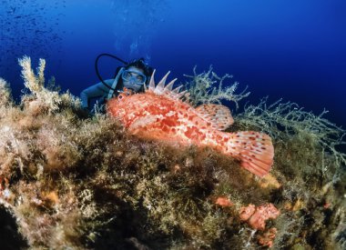 Dalgıç ve bir Scorpionfish (Scorpaena scrofa)