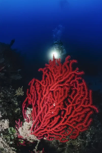 Röda gorgonian (Paramuricea clavata) — Stockfoto