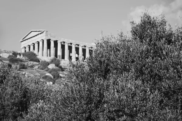 Azeitonas e Templo de Concorde — Fotografia de Stock