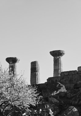 Herkül Tapınağı sütunlar