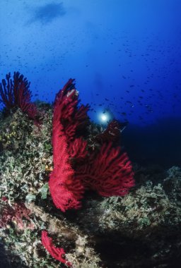 Kırmızı gorgonian (Paramuricea clavata)