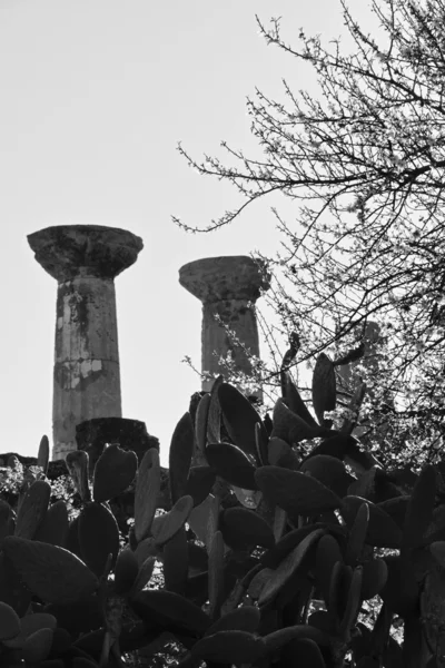 Columnas del templo de Hércules — Foto de Stock