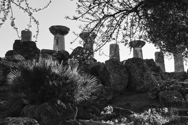 Mandelträd och Hercules tempel — Stockfoto