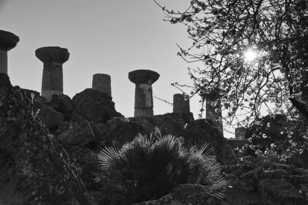 Amêndoa e Templo de Hércules — Fotografia de Stock