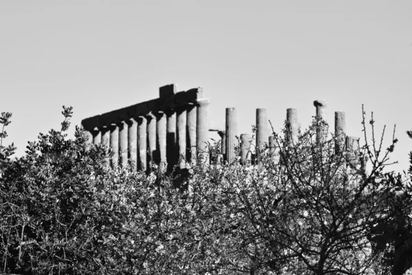 Flor de almendra y templo de Juno — Foto de Stock