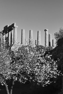 Badem çiçeği ve Juno Temple içinde belgili tanımlık geçmiş