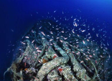 Dalış, batık Dünya Savaşı denizaltı ve Anthias bir okul