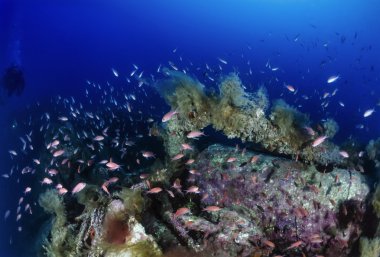 Dalış, batık Dünya Savaşı denizaltı ve Anthias bir okul