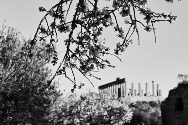 La fleur d'amandier et le temple Juno en arrière-plan — Photo