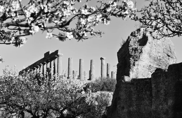 La fleur d'amandier et le temple Juno en Grèce — Photo