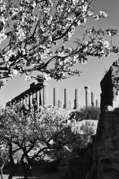 Flor de almendra y el Templo de Juno en el fondo — Foto de Stock