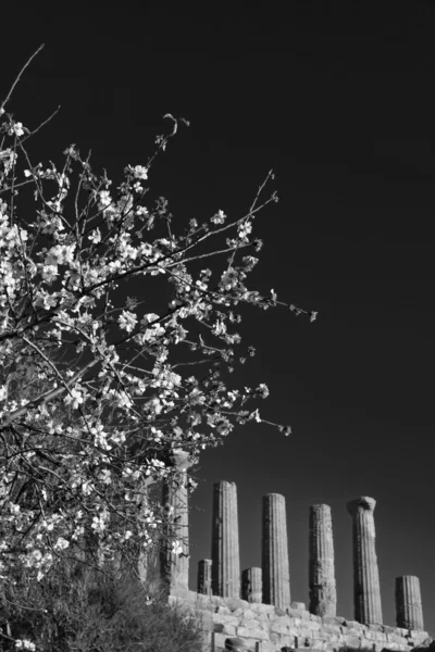 Mandlový květ a Juno chrám v pozadí — Stock fotografie