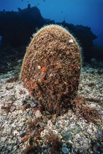 巨型贻贝 — 图库照片