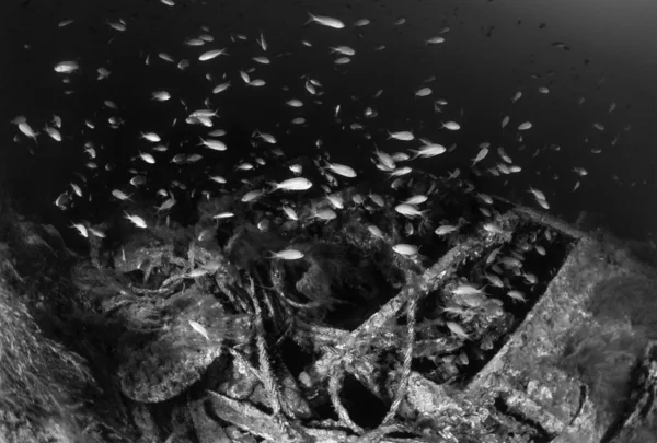 Wracktauchen, versunkenes U-Boot aus dem Zweiten Weltkrieg und eine Schule für Anthias — Stockfoto