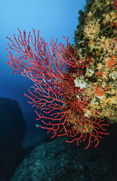 Kırmızı gorgonian — Stok fotoğraf