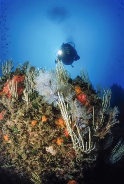 Hydroids üzerinde beyaz gorgonians