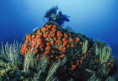 Beyaz gorgonians ve parazoanthus