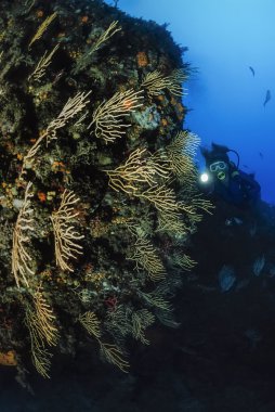 Dalgıç ve sarı gorgonians