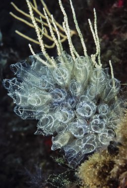 Hydroids üzerinde beyaz gorgonians