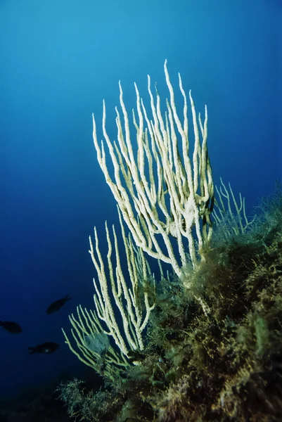 Beyaz gorgonians — Stok fotoğraf