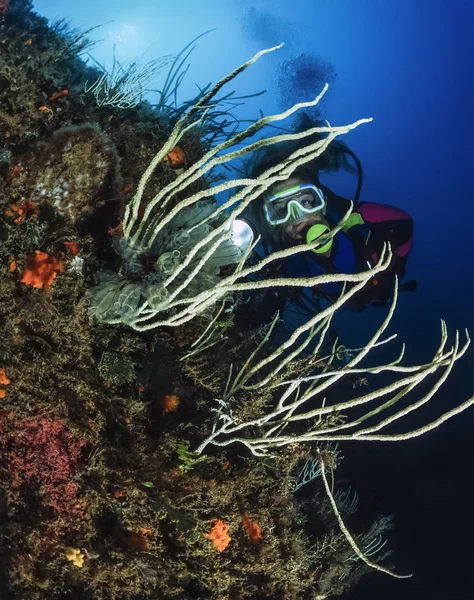 Hydroids på vit gorgonier — Stockfoto