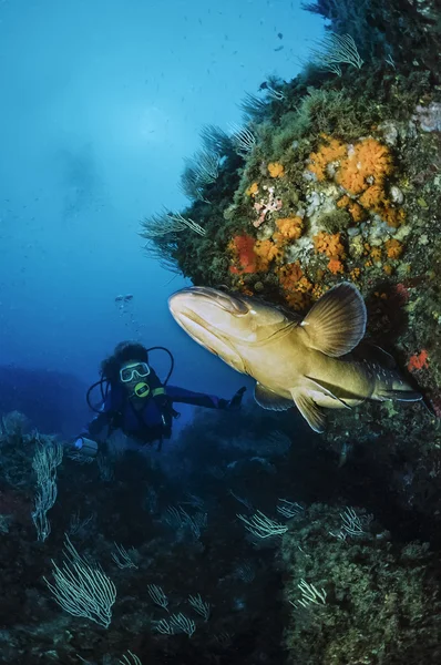 Diver och grouper — Stockfoto