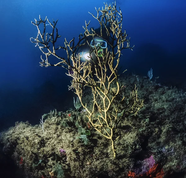 Black Coral — Stock Photo, Image