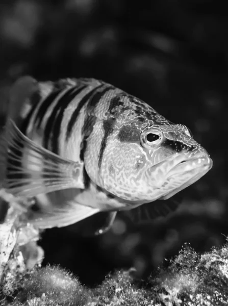 Serranoid fisk — Stockfoto