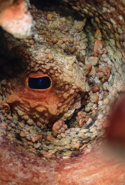 Octopus oog — Stockfoto