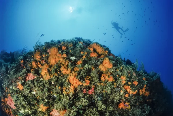 Parazoanthus giallo — Foto Stock