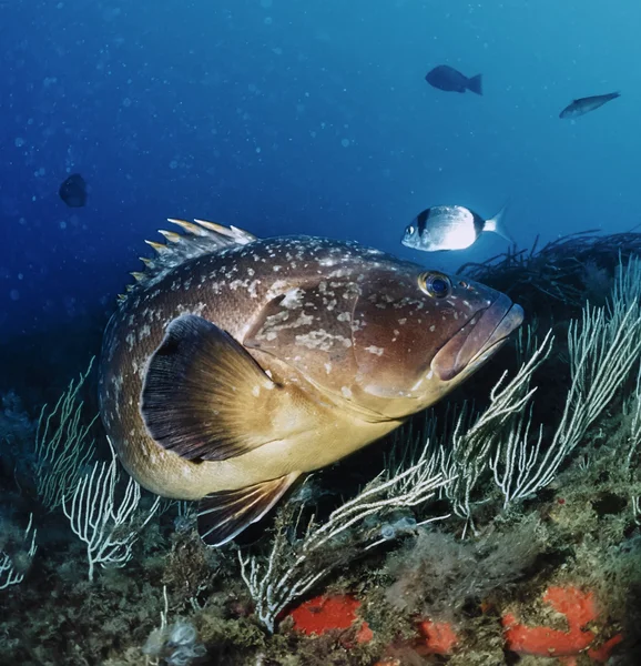 石斑鱼 — 图库照片