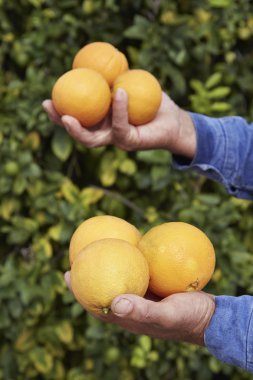 Sicilya portakal hasat