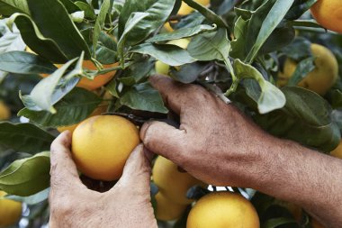 Sicilya portakal hasat