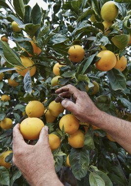 Sicilya portakal hasat