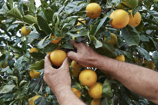 Sicilian oranges harvest — Stock Photo, Image