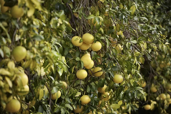 Grapefruits — Stockfoto