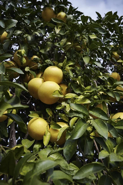 Grapefruits — Stockfoto